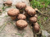 Выращивание грибов шиитаке дома